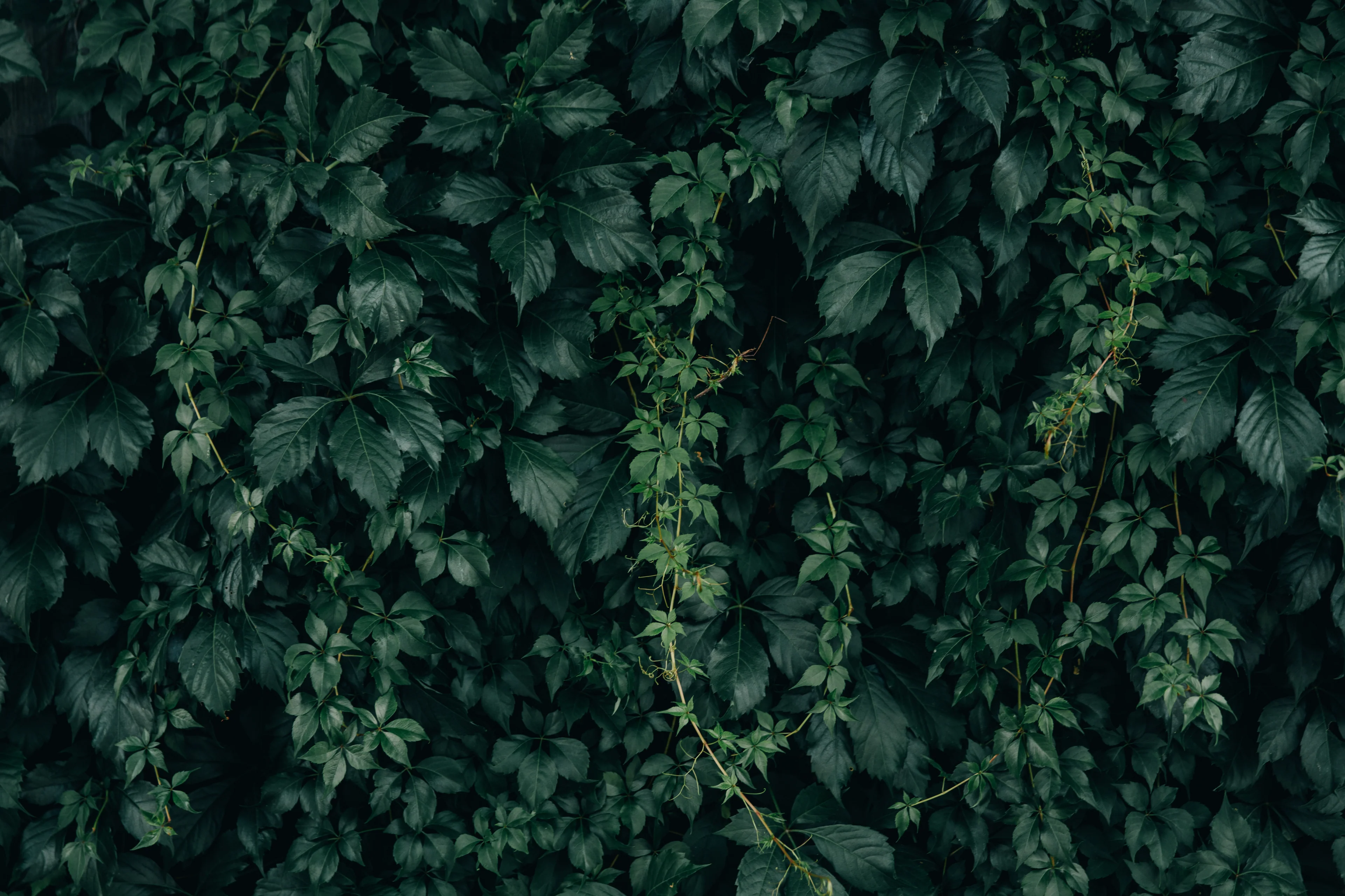 Elevate Your Home and Garden