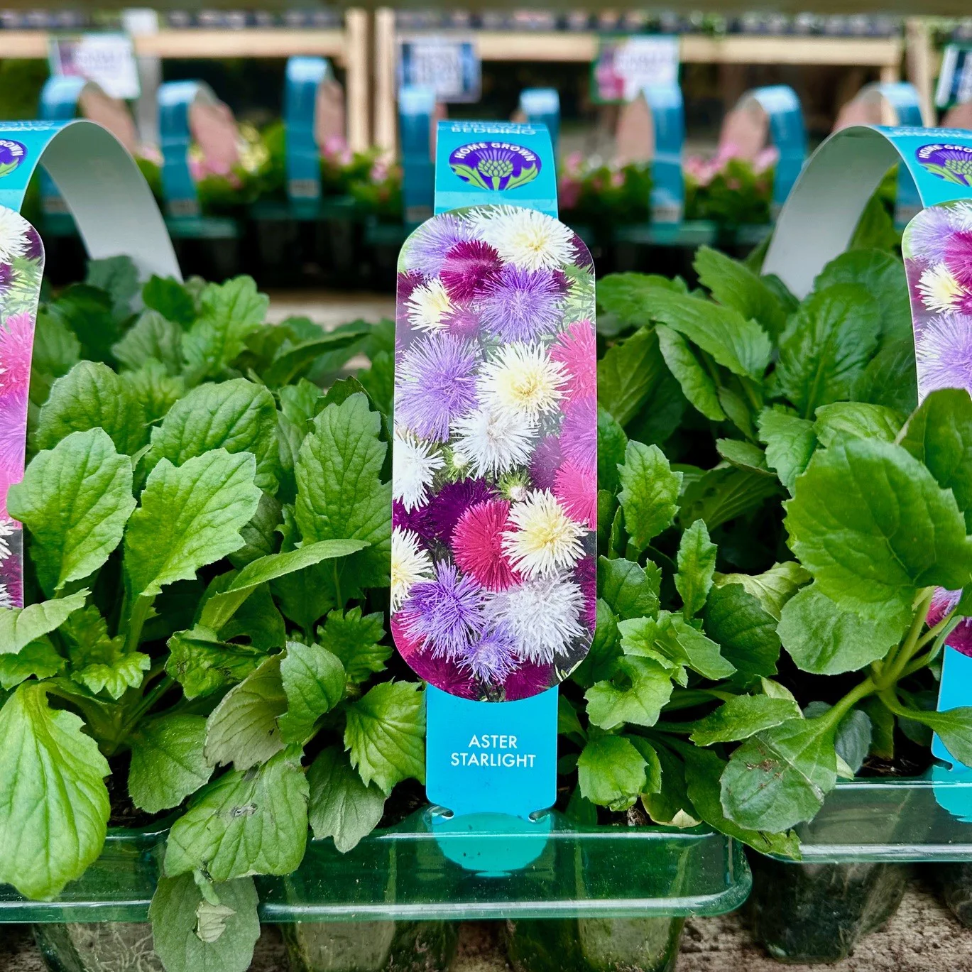 Asters Starlight 6 Pack