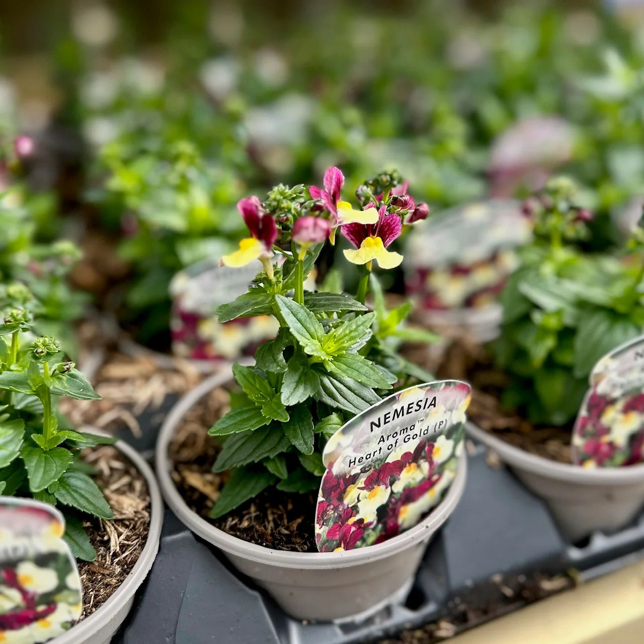 Basket Plant Bundle