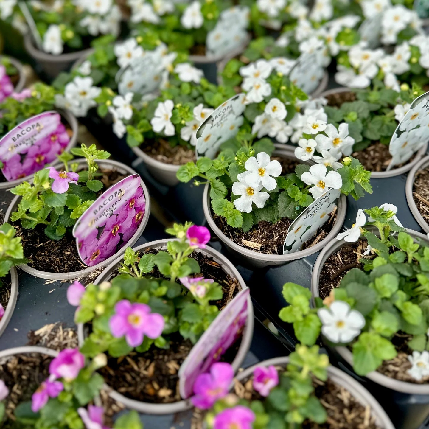 Basket Plant Bundle - Image 2