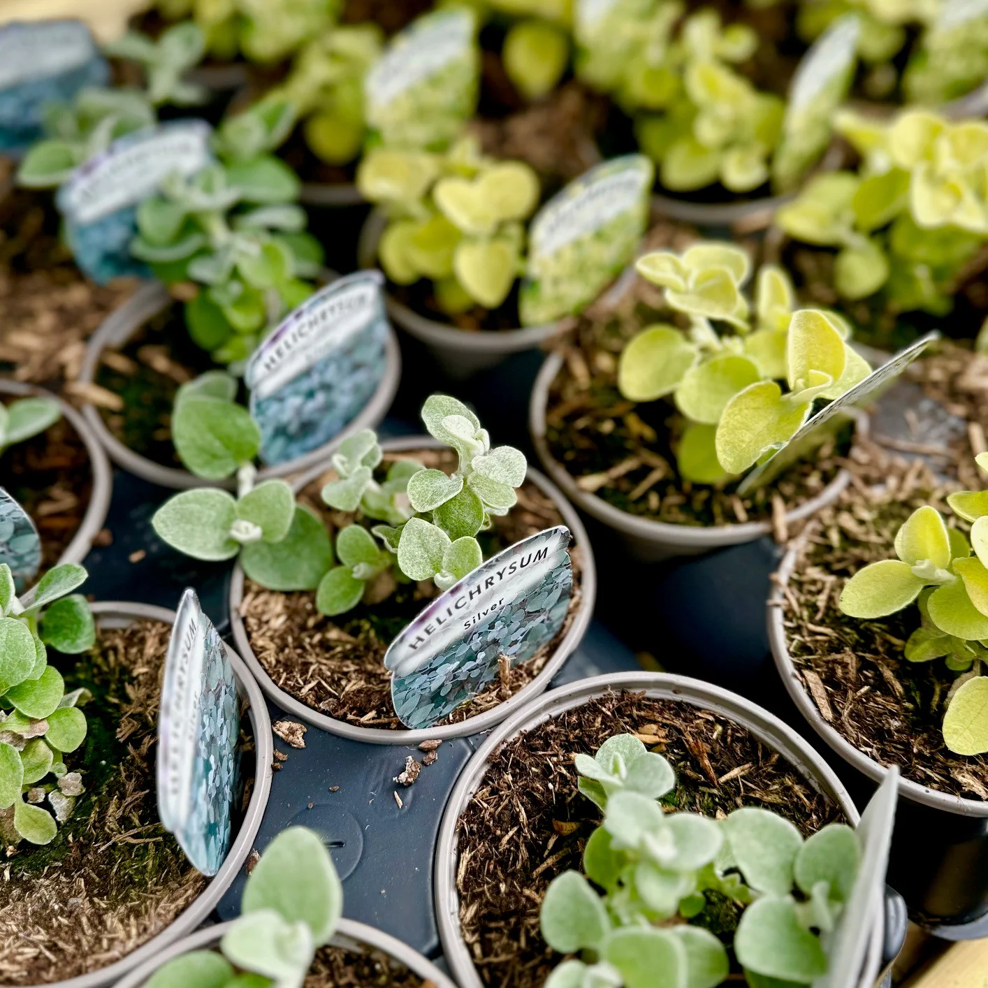 Basket Plant Bundle - Image 3
