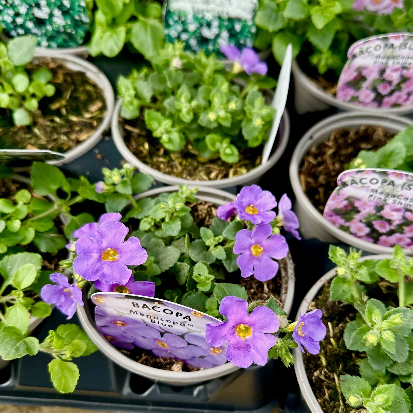 Basket Plant Bundle - Image 4