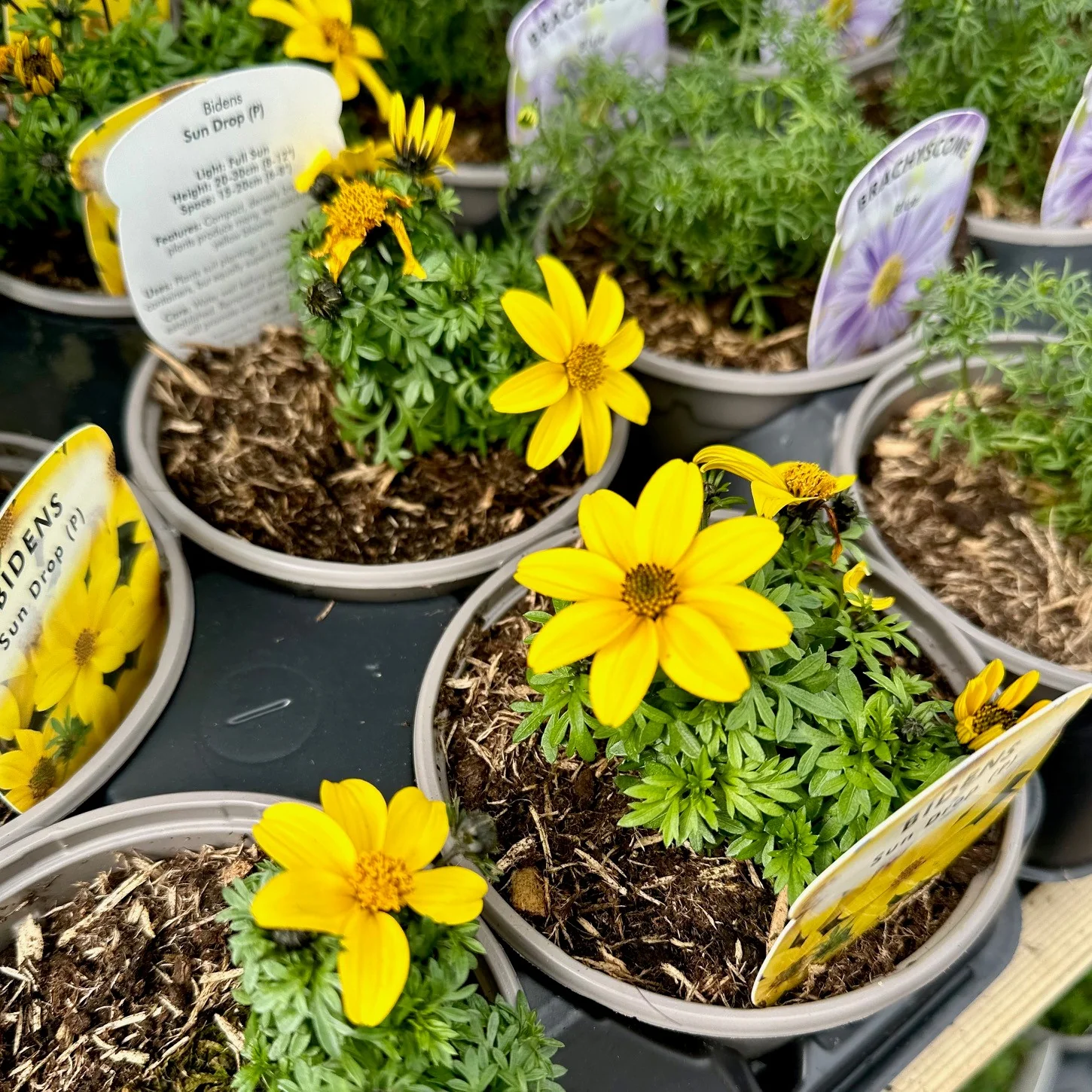 Basket Plant Bundle - Image 5