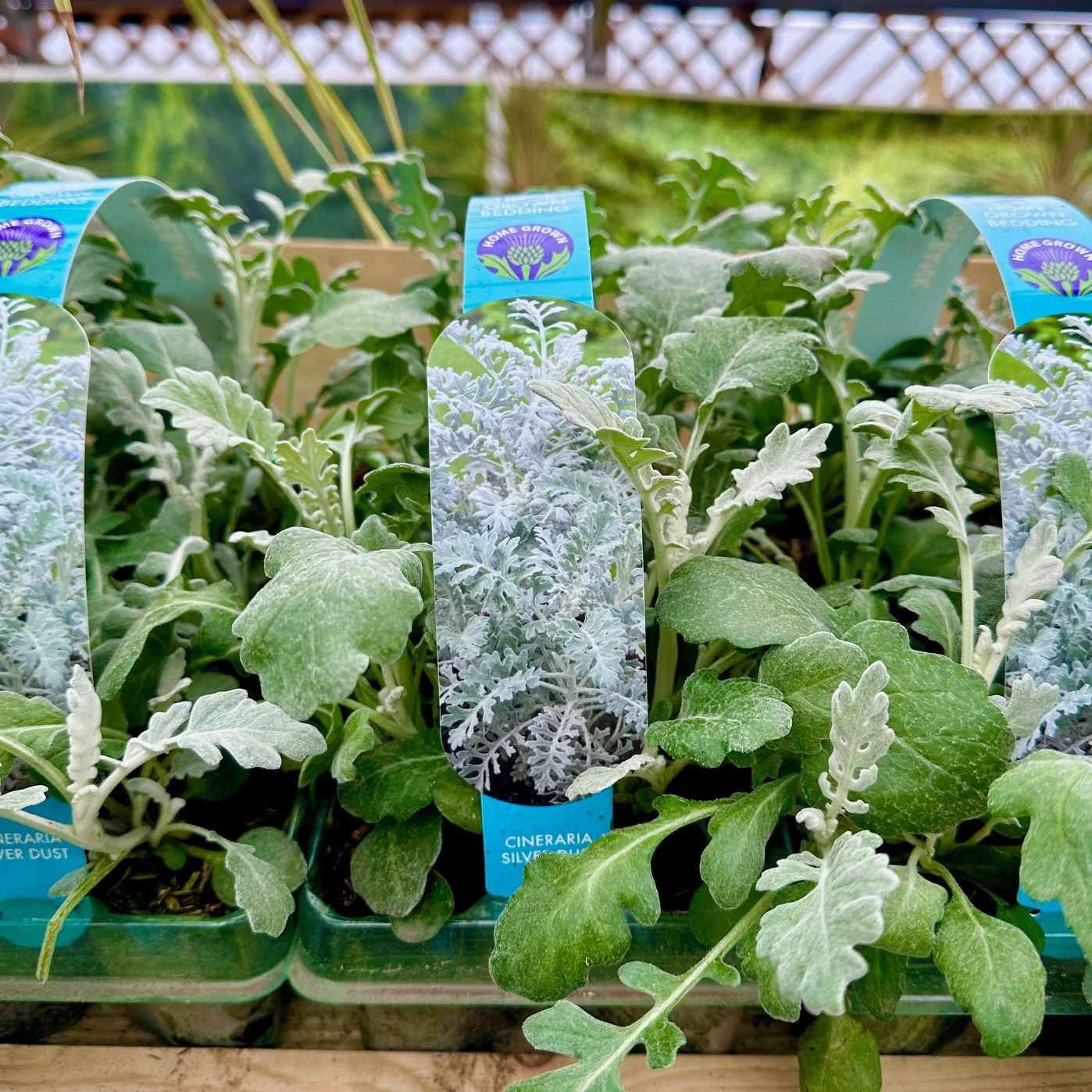 Cineraria Silver Dust 6 Pack