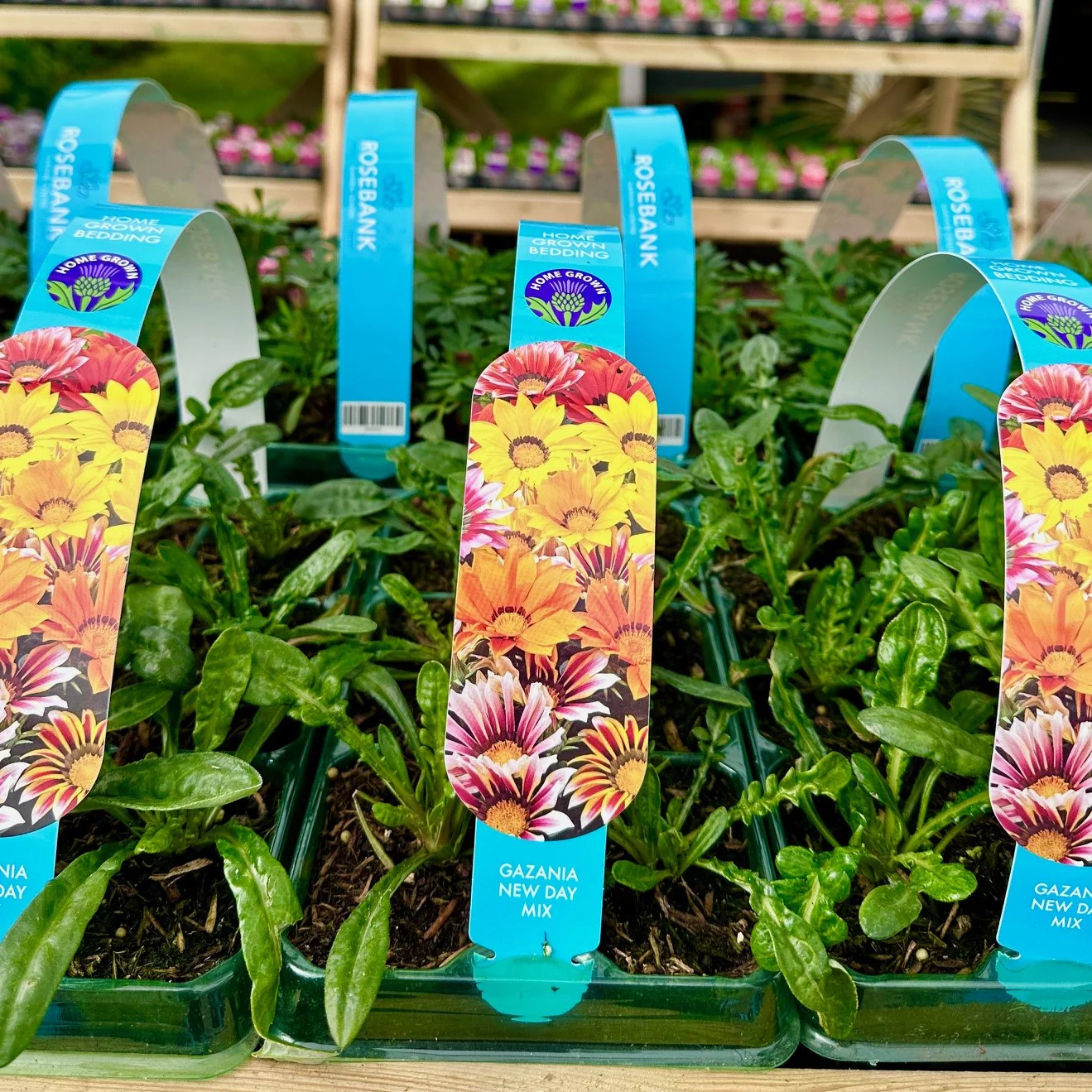 Gazania carry 6 pack