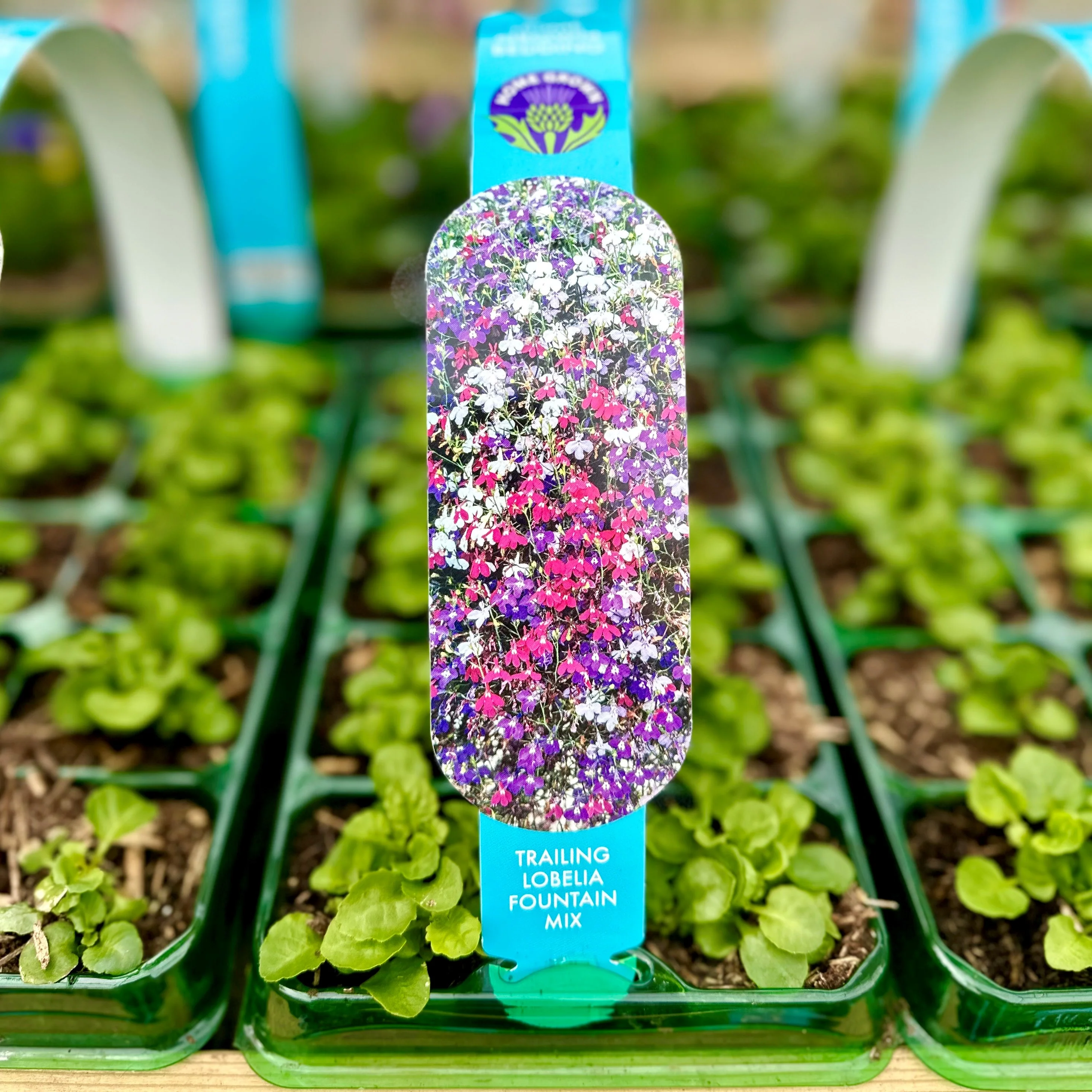 Lobelia Fountain Mix Carry Pack