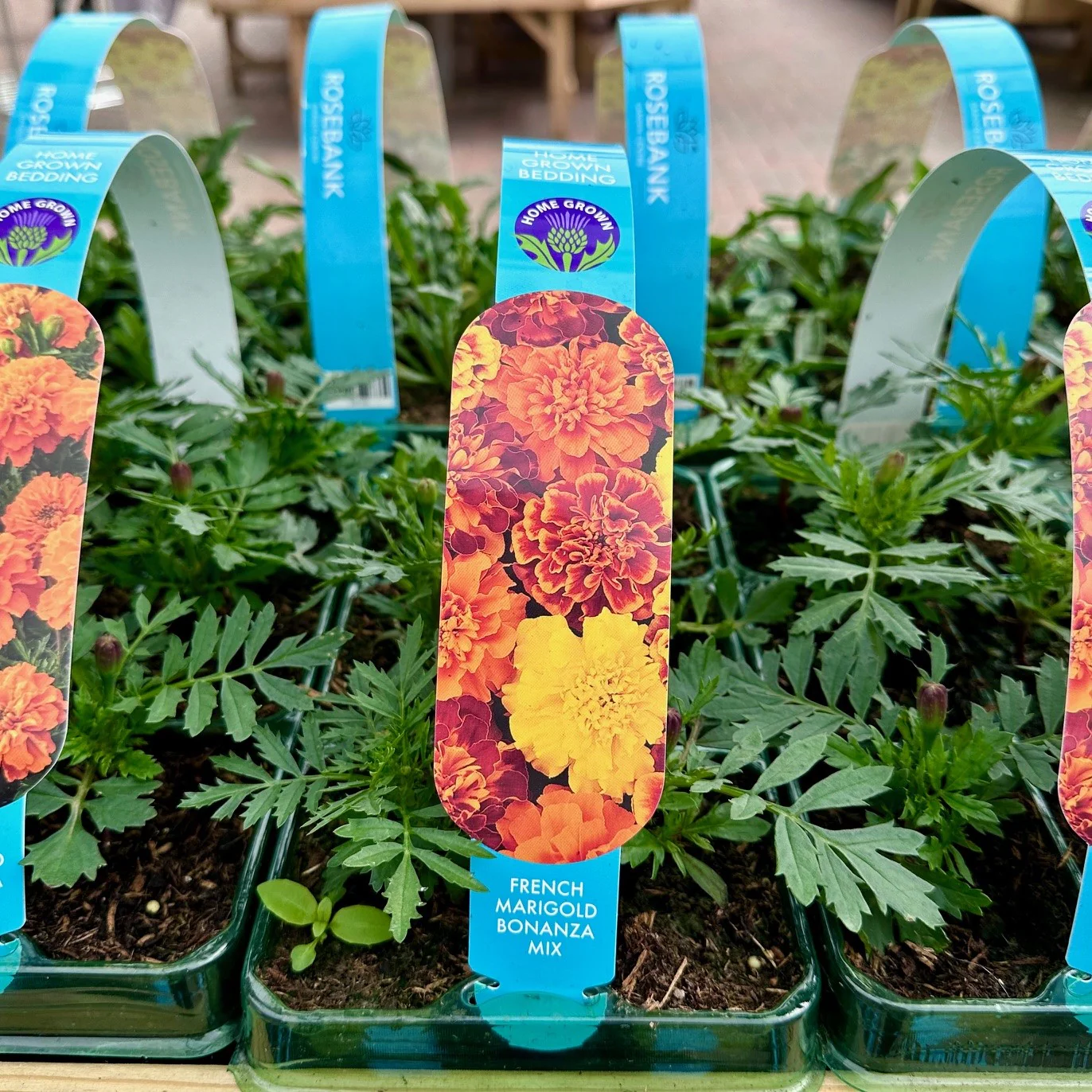 Marigold Bonanza Mix Carry pack