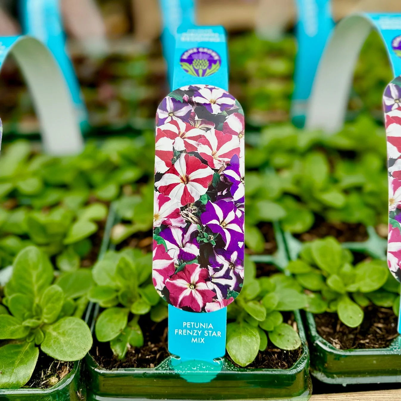 Petunia Frenzy Mix Carry Pack