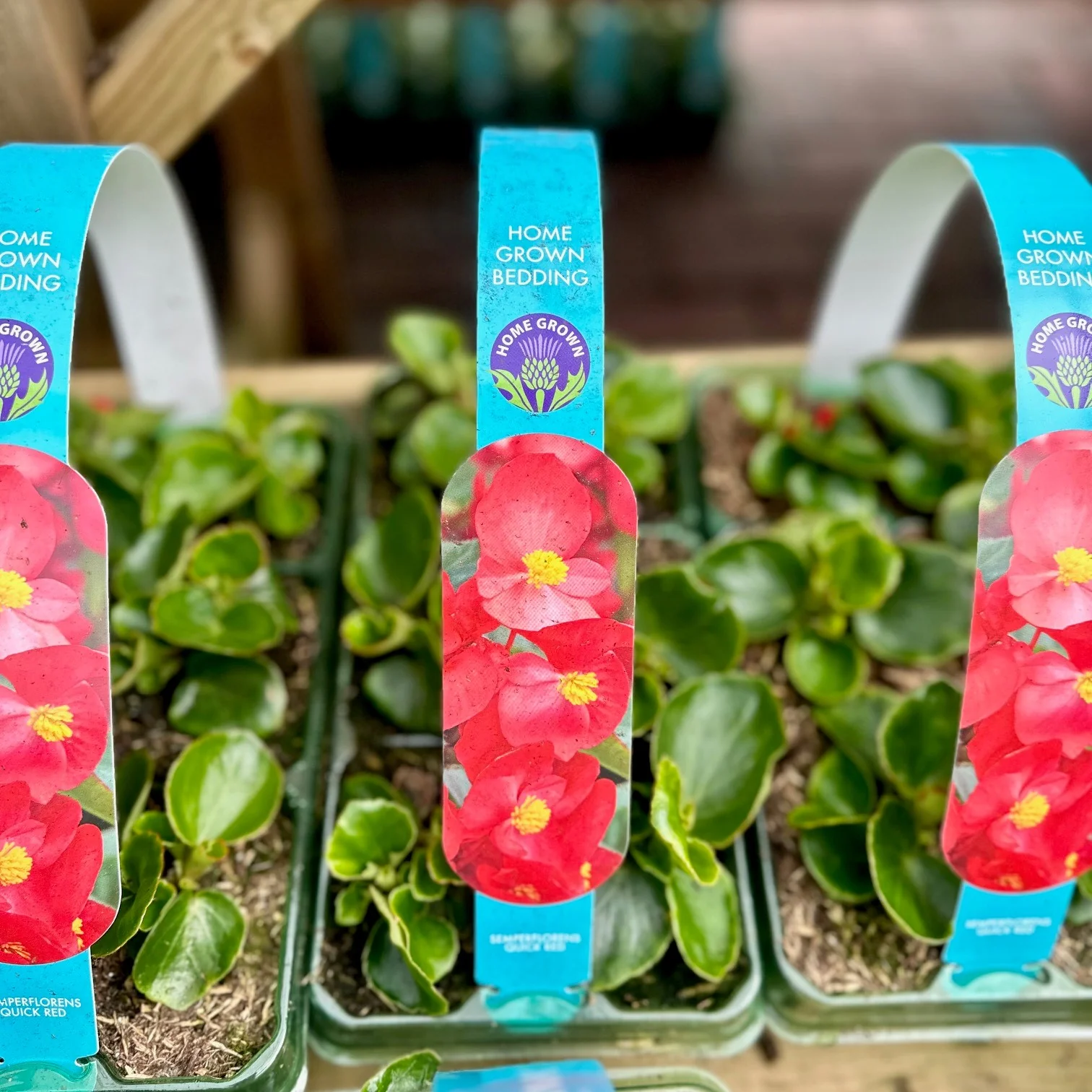 Semperflorens 6 Pack - Image 2