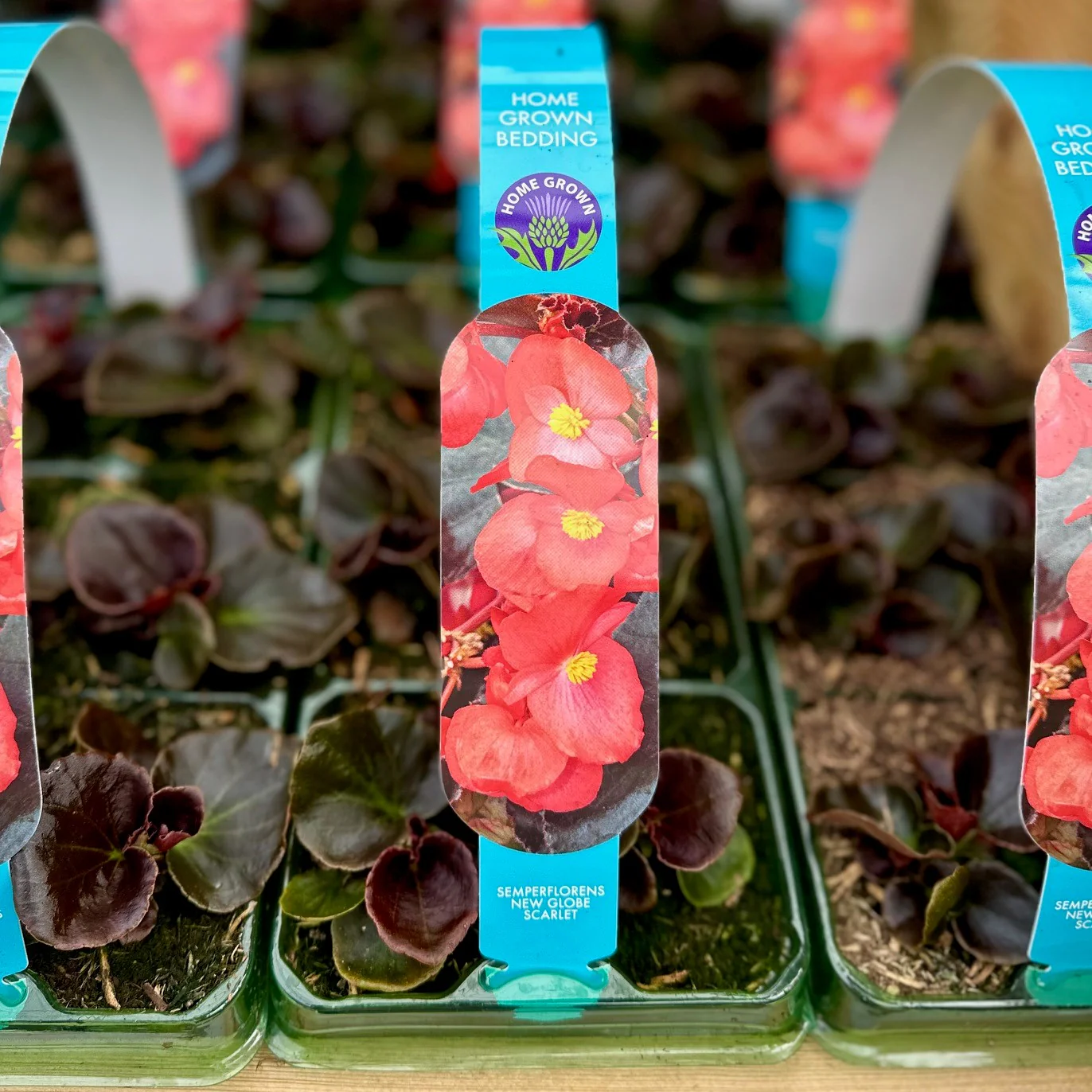 Semperflorens 6 Pack - Image 4